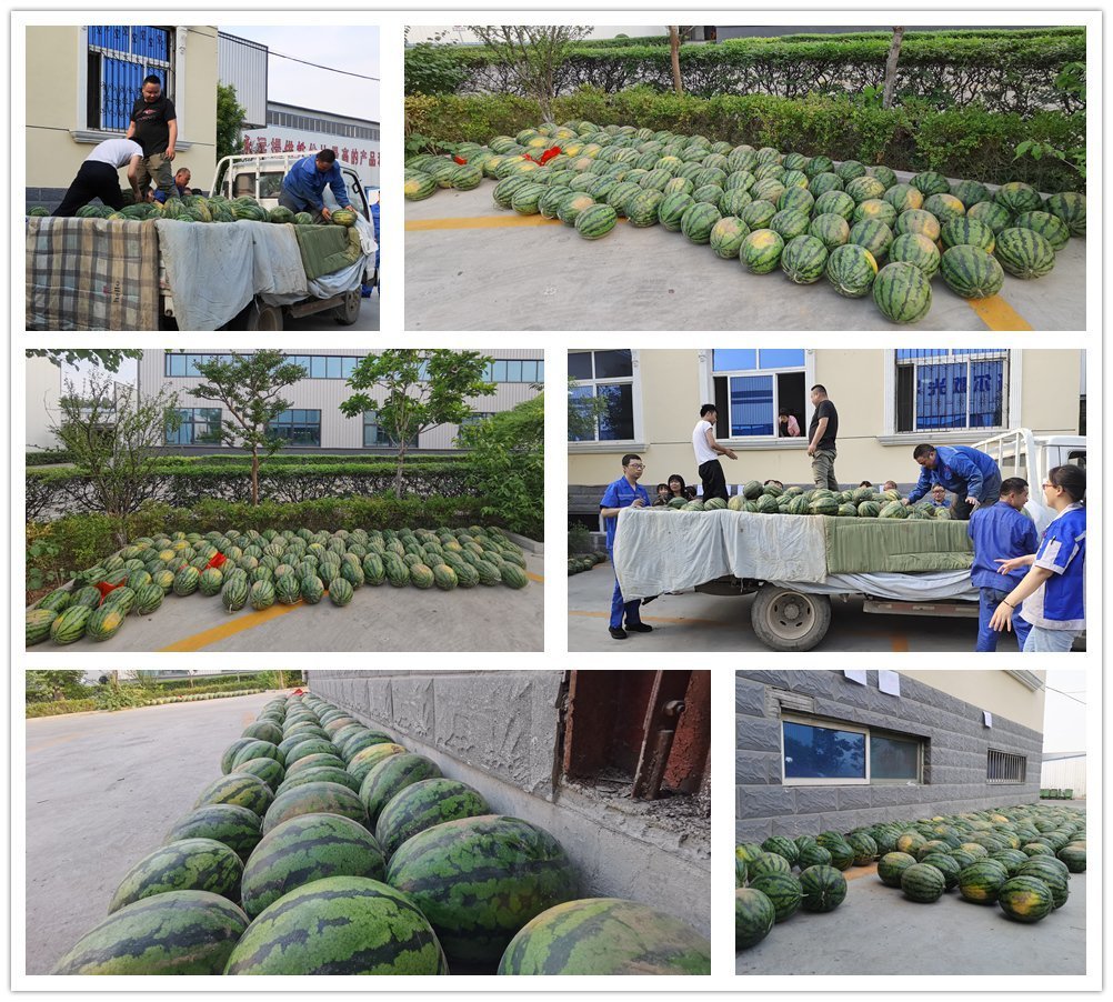 萬斤西瓜齊登場，清涼一夏真是爽！——章丘豐源機械為員工送清涼啦！